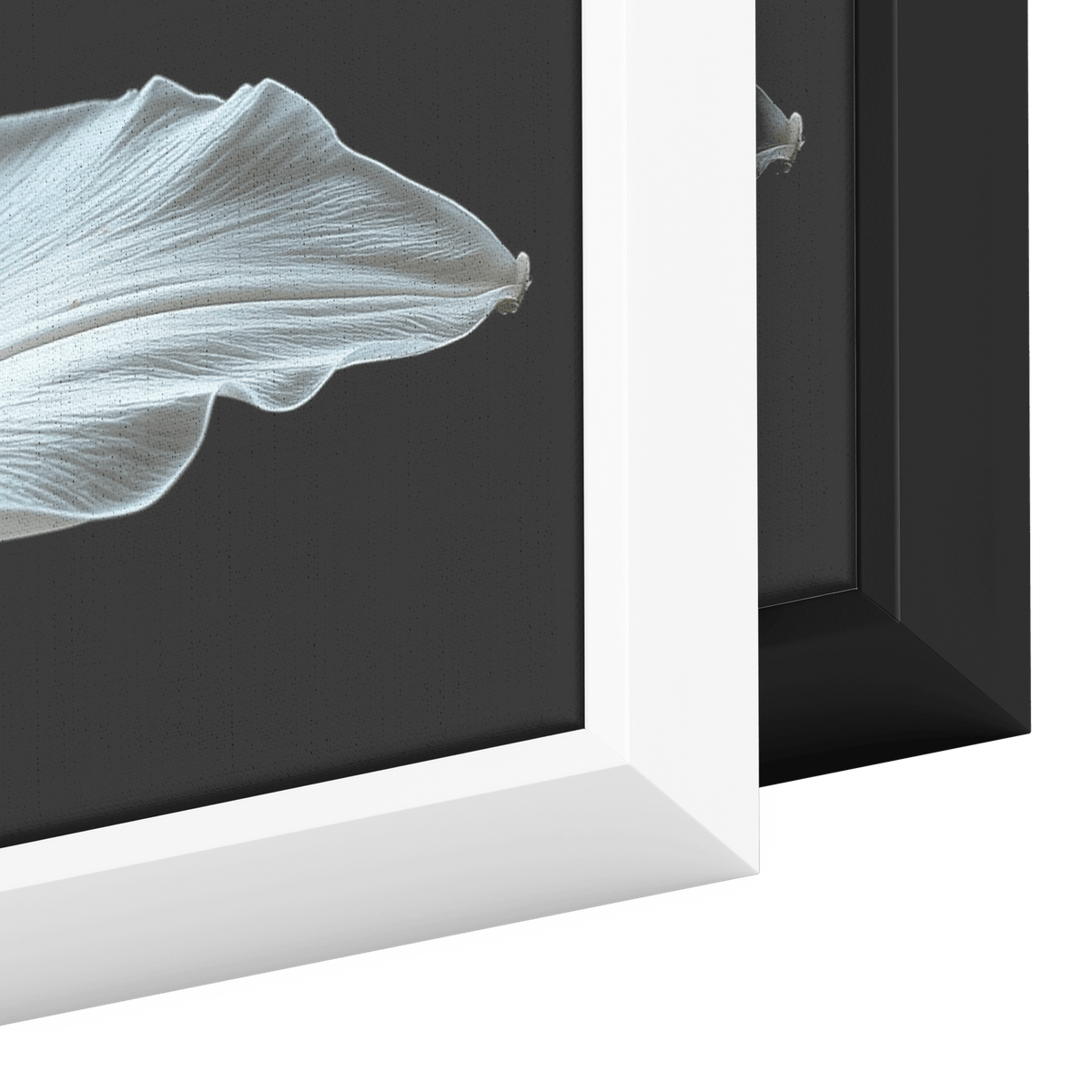 Minimalist Single Stem Floral Artwork Lily Neutral Tones Solid Black Background Clean Elegant Ultra High Definition Panoramic Framed Canvas Wall Art - Awakening Righteousness