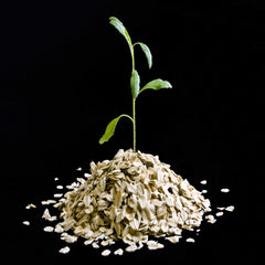 Organic Bulk Quick Rolled Gluten Free Canadian Oats 3.5Lbs - AWAKENING AESTHETICS